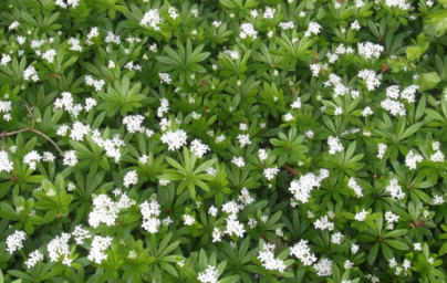 Lipkavec marinkový (Galium odoratum) Lipkavec marinkový (Galium odoratum)